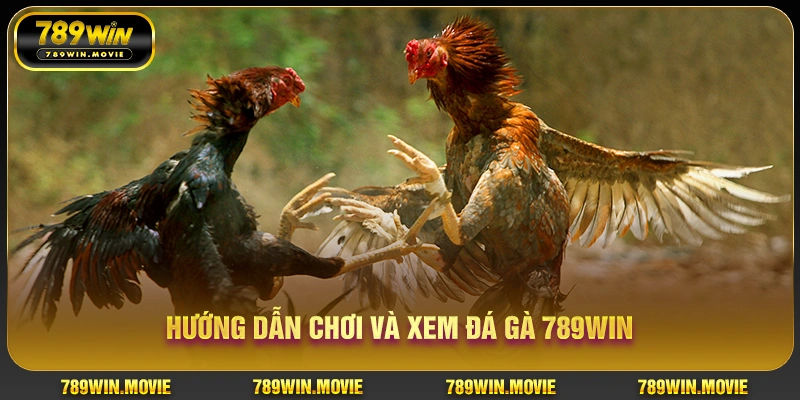 Đá Gà 789WIN | Đấu Trường Gà Chơi Kịch Tính Nhất 2025 4 Hướng dẫn chơi và xem đá gà 789WIN
